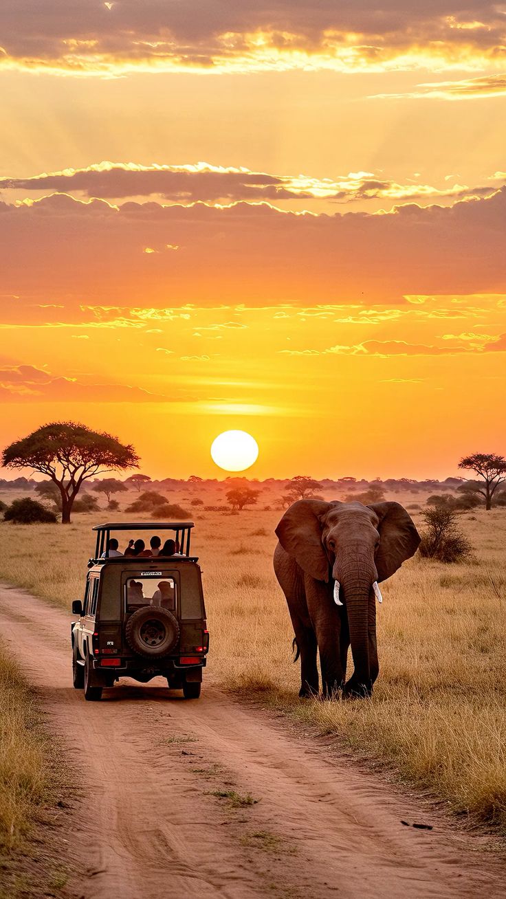 Safari vehicle and elephant on the Kenyan savanna at sunset