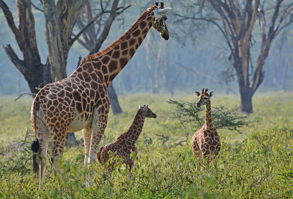Wildlife at Lake Nakuru National Park