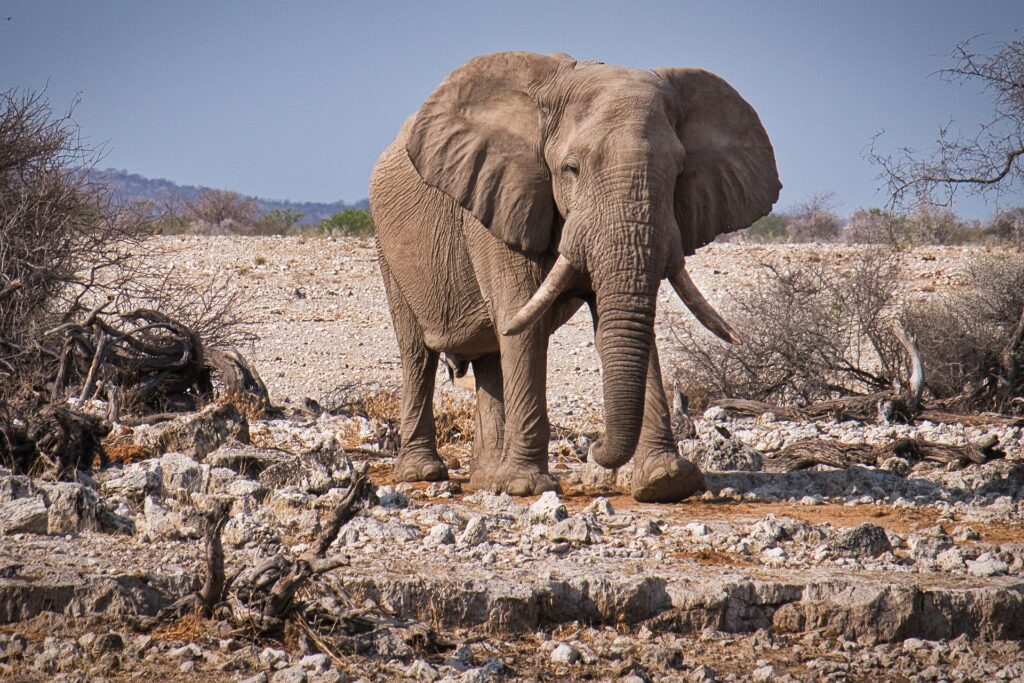 Elephants in Tsavo East National Park