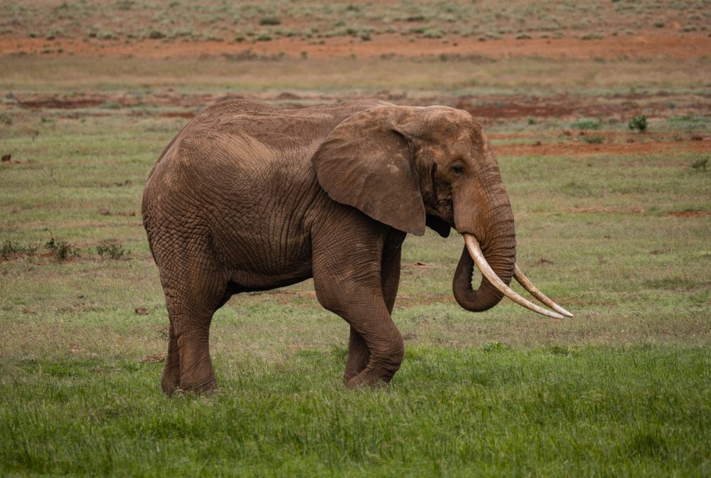 Elephant in Tsavo West National Park