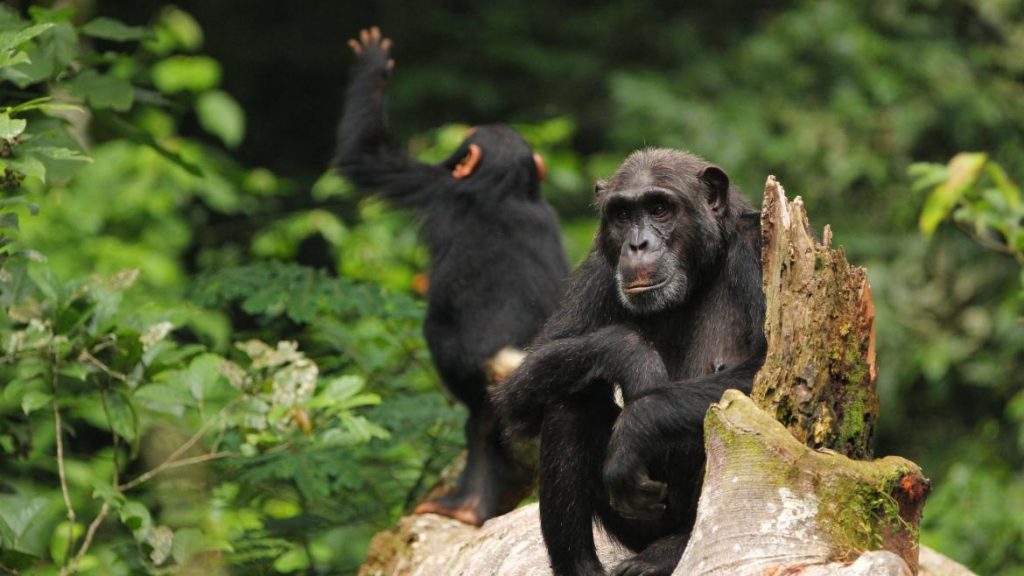Chimpanzee in Gishwati-Mukura National Park