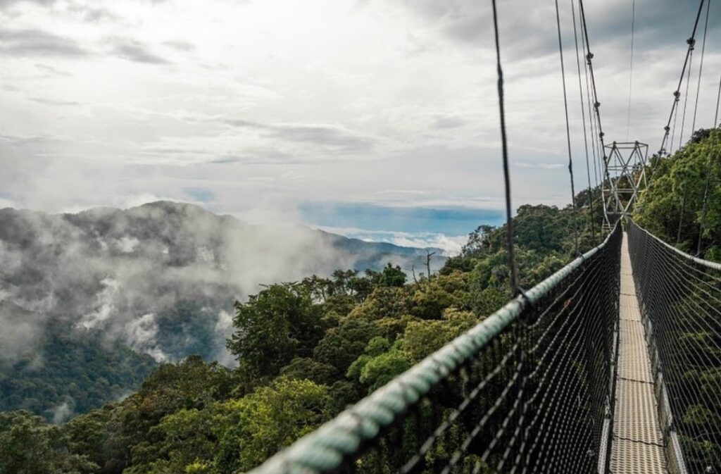 Nyungwe National Park rainforest