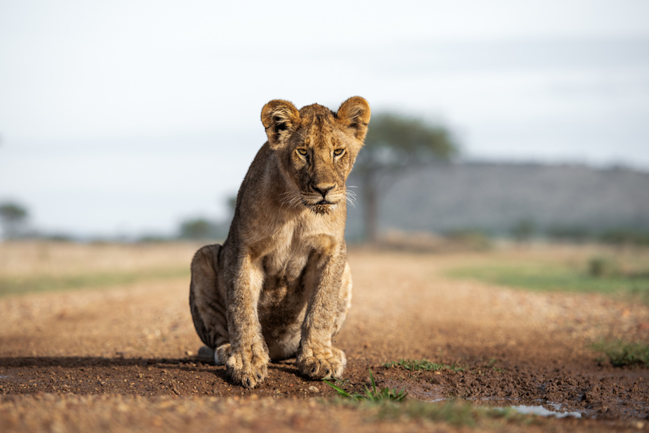 Lion in Grumeti Conservation Area