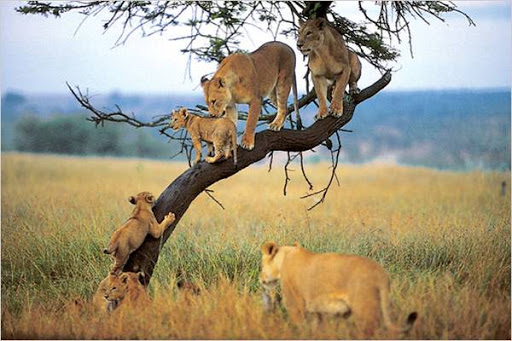 Lions at Lake Manyara National Park