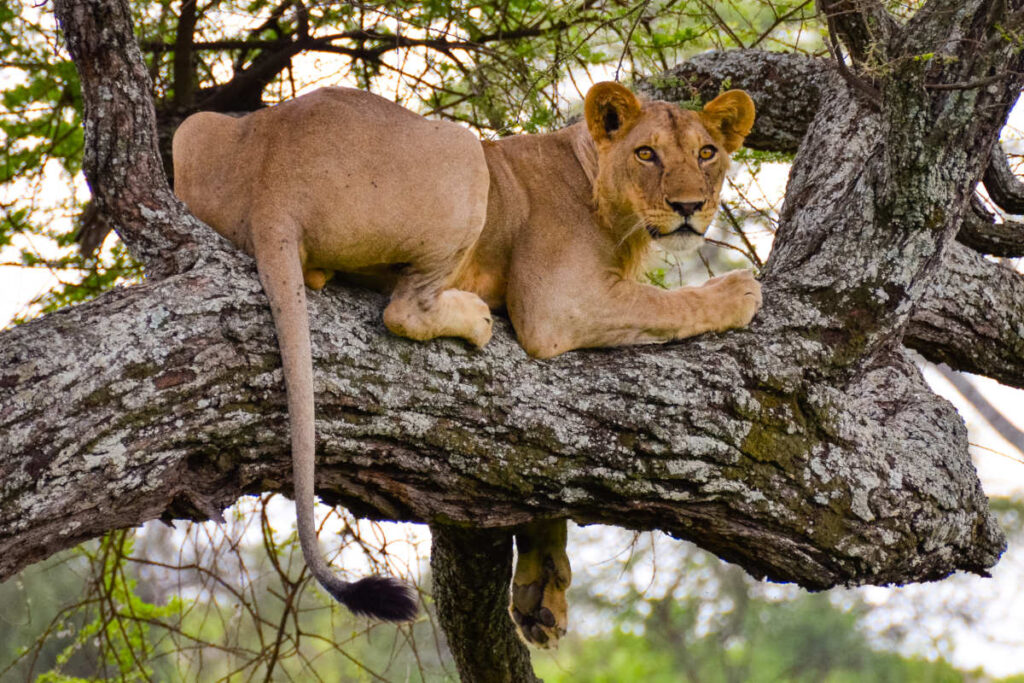 Lions in Tarangire National Park